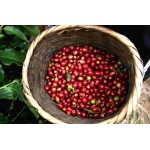 衣索比亞－日曬 耶加雪菲 杜梅索咖啡豆